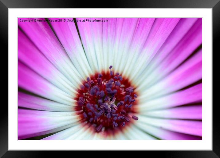Purple  Mesembryanthemum Framed Mounted Print by Andrew Heaps