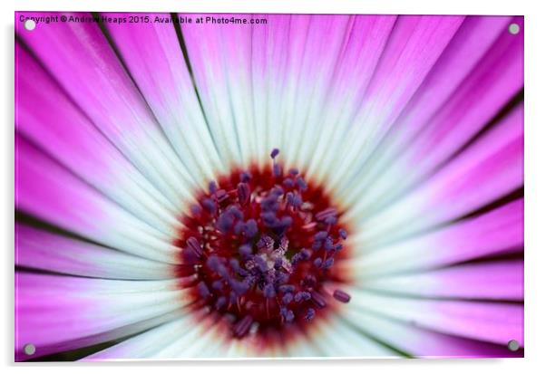 Purple  Mesembryanthemum Acrylic by Andrew Heaps