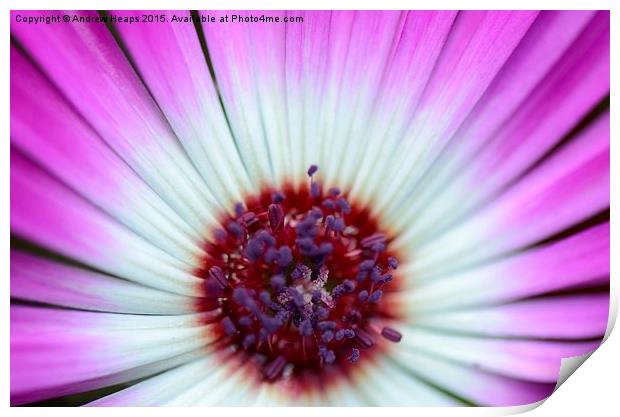 Purple  Mesembryanthemum Print by Andrew Heaps