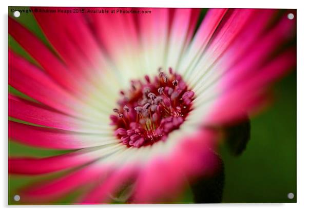  Mesembryanthemum Acrylic by Andrew Heaps