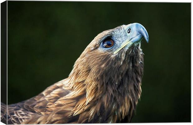  Golden Eagle looking up Canvas Print by Ian Duffield