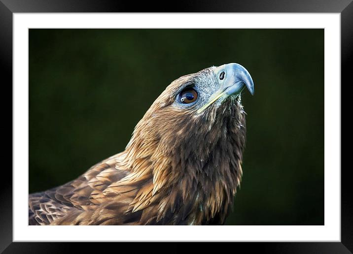  Golden Eagle looking up Framed Mounted Print by Ian Duffield