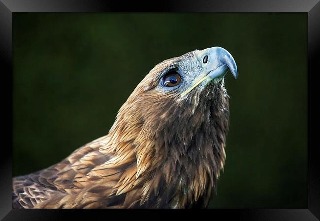  Golden Eagle looking up Framed Print by Ian Duffield