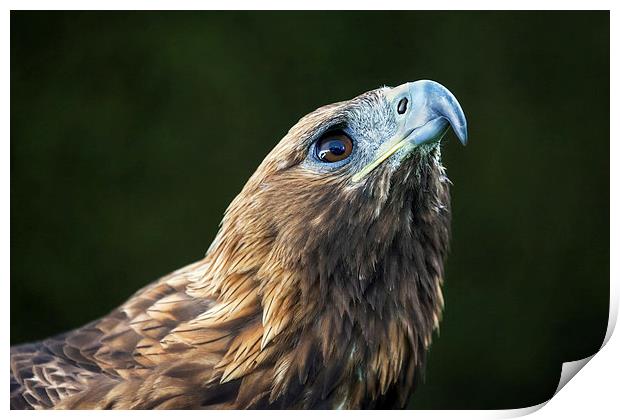  Golden Eagle looking up Print by Ian Duffield