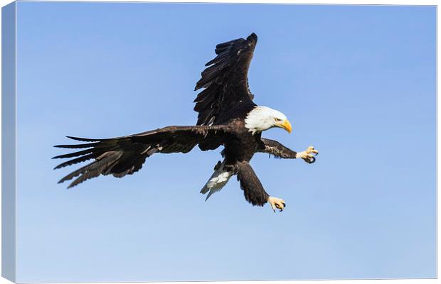  Bald eagle ripping through the sky Canvas Print by Ian Duffield