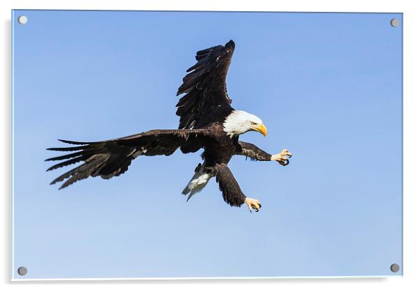  Bald eagle ripping through the sky Acrylic by Ian Duffield
