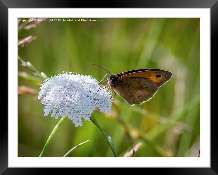  Butterfly Framed Mounted Print by Sue Knight