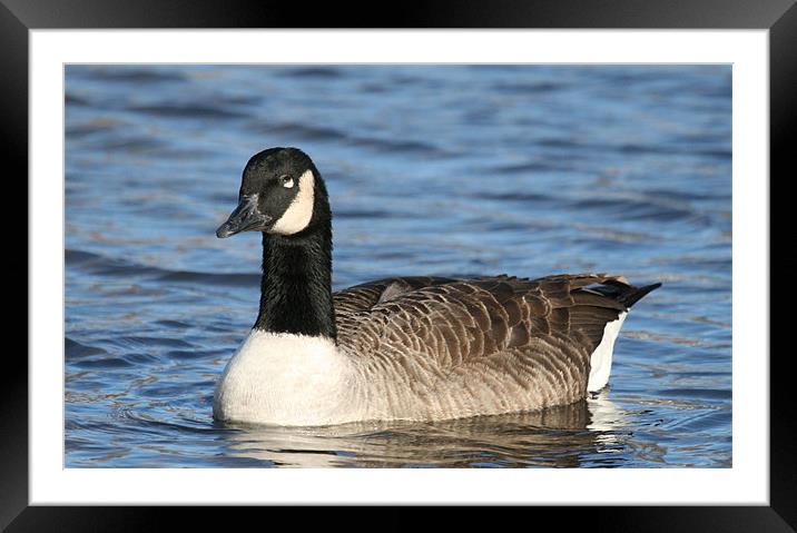 Canada Goose Framed Mounted Print by Ruth Hallam