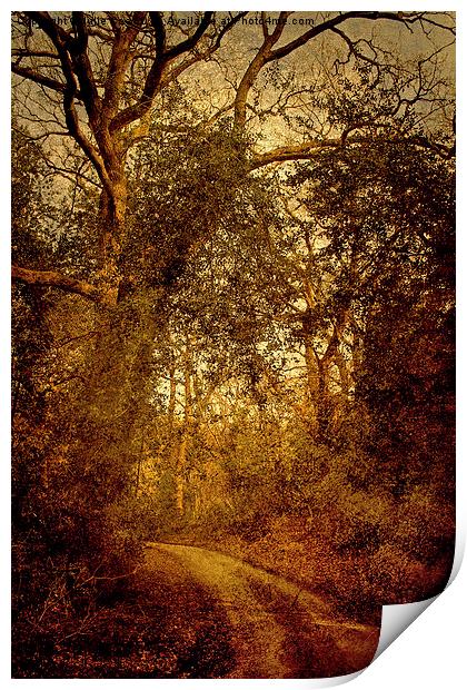 Walk To Hempstead 4 Print by Julie Coe