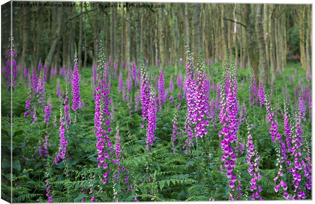  Wild Foxgloves in summer forest Canvas Print by Andrew Kearton