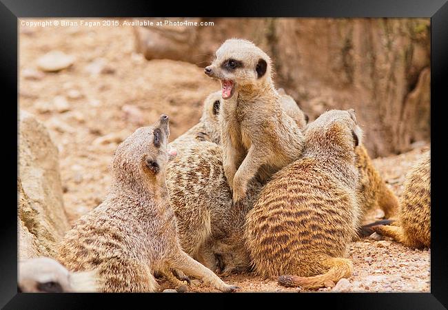  When Meerkats attack Framed Print by Brian Fagan