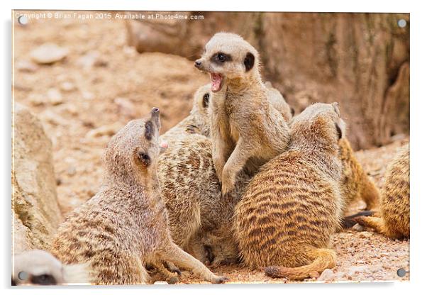  When Meerkats attack Acrylic by Brian Fagan
