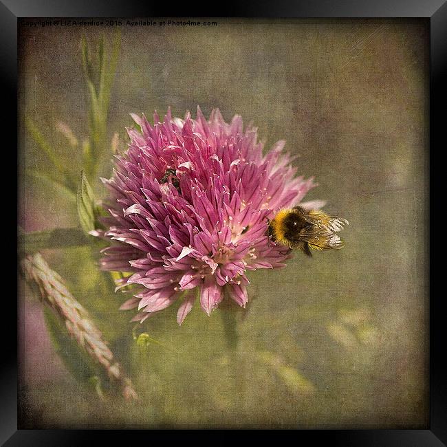  Little Bee Framed Print by LIZ Alderdice