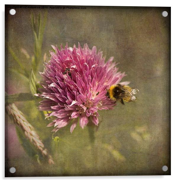  Little Bee Acrylic by LIZ Alderdice