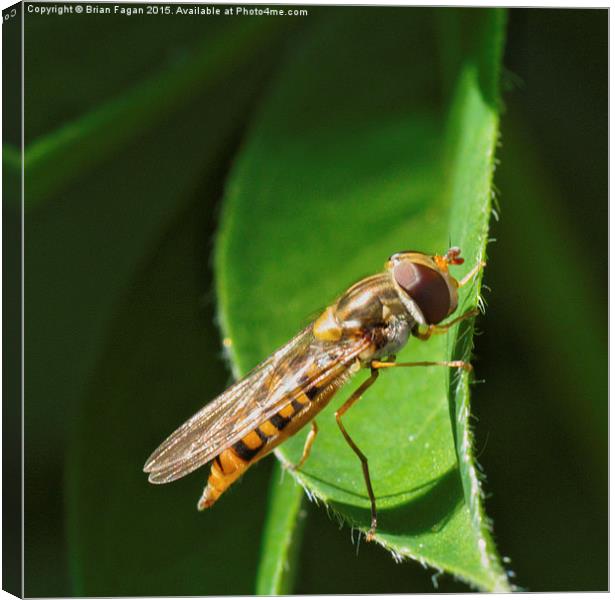  Hoverfly Canvas Print by Brian Fagan