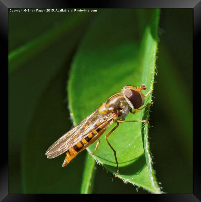  Hoverfly Framed Print by Brian Fagan