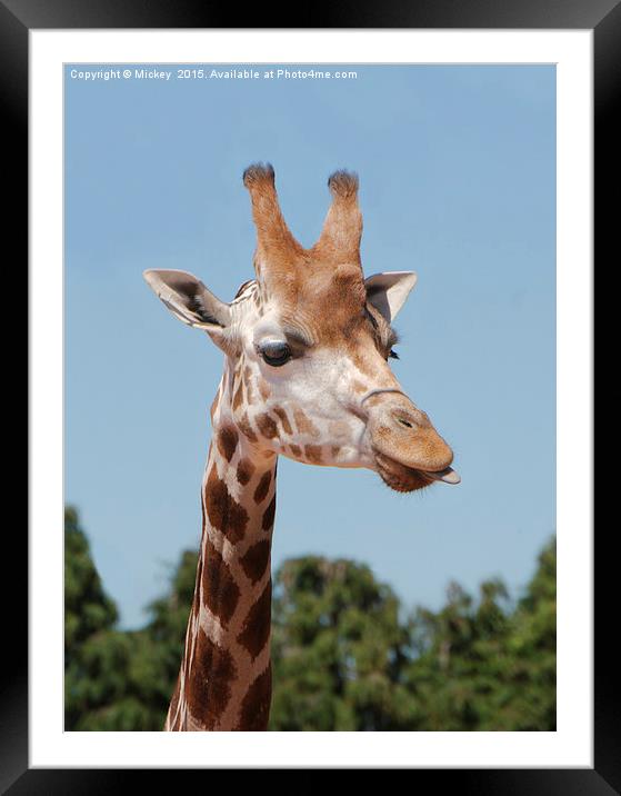 Having A Giraffe Framed Mounted Print by rawshutterbug 
