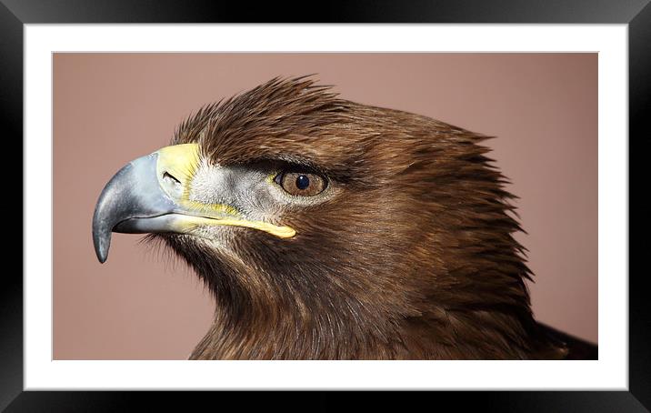 White-tailed Sea Eagle Framed Mounted Print by Maria Gaellman