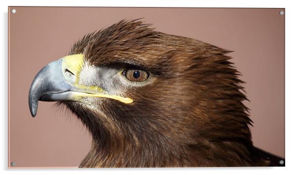 White-tailed Sea Eagle Acrylic by Maria Gaellman