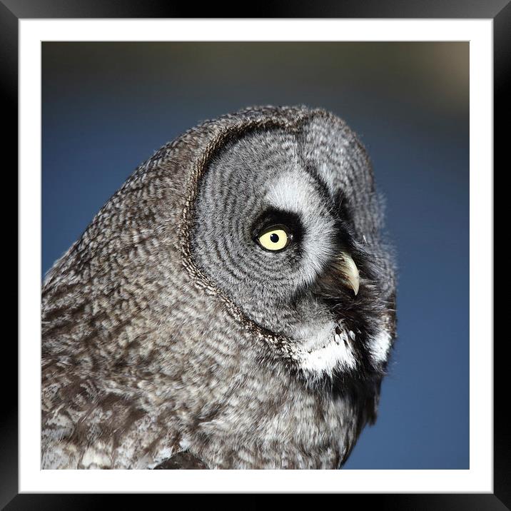 Great Grey Owl Framed Mounted Print by Maria Gaellman
