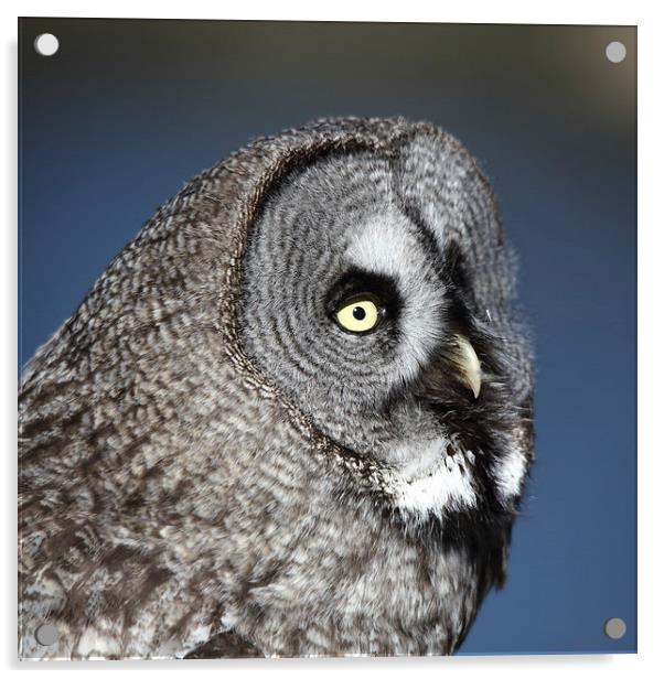 Great Grey Owl Acrylic by Maria Gaellman