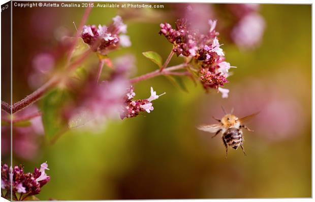 Flying bumblebee taking nectar Canvas Print by Arletta Cwalina