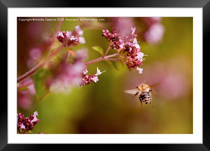 Flying bumblebee taking nectar Framed Mounted Print by Arletta Cwalina
