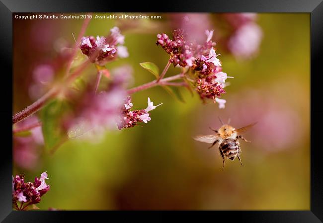 Flying bumblebee taking nectar Framed Print by Arletta Cwalina