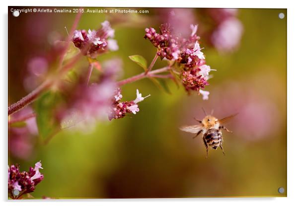 Flying bumblebee taking nectar Acrylic by Arletta Cwalina