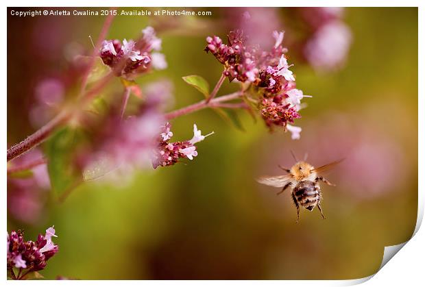 Flying bumblebee taking nectar Print by Arletta Cwalina