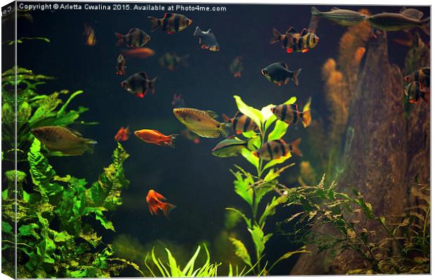 Aquarium fish group in zoo Canvas Print by Arletta Cwalina