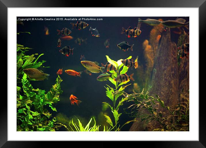 Aquarium fish group in zoo Framed Mounted Print by Arletta Cwalina