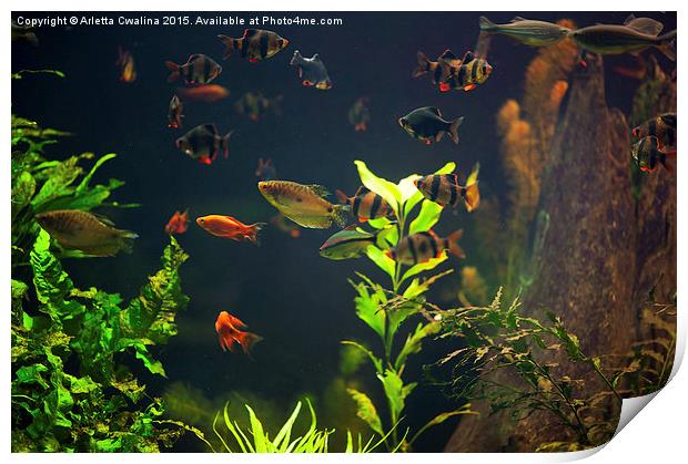 Aquarium fish group in zoo Print by Arletta Cwalina