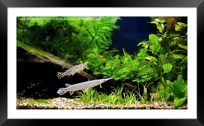Aquarium fish couple in zoo Framed Mounted Print by Arletta Cwalina