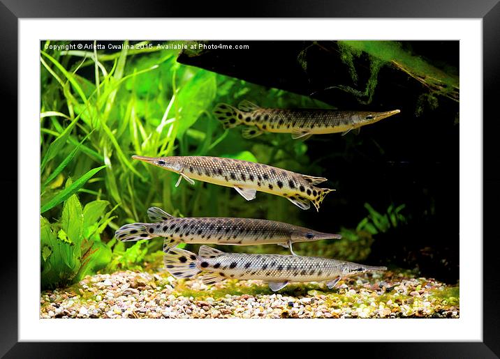 Four aquarium fishes in zoo Framed Mounted Print by Arletta Cwalina