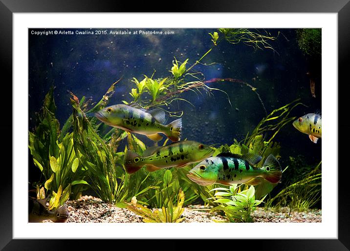 Aquarium striped fishes group Framed Mounted Print by Arletta Cwalina