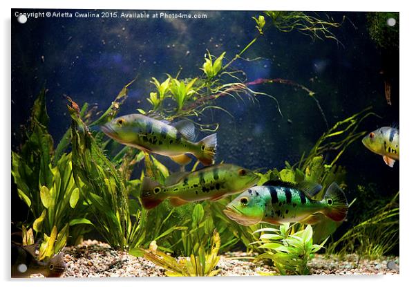 Aquarium striped fishes group Acrylic by Arletta Cwalina