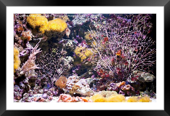 Coral reef aquarium in zoo Framed Mounted Print by Arletta Cwalina