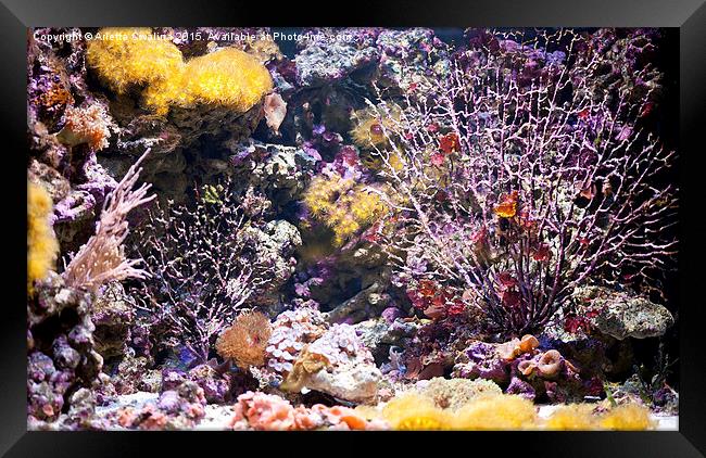 Coral reef aquarium in zoo Framed Print by Arletta Cwalina