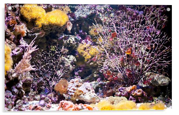 Coral reef aquarium in zoo Acrylic by Arletta Cwalina