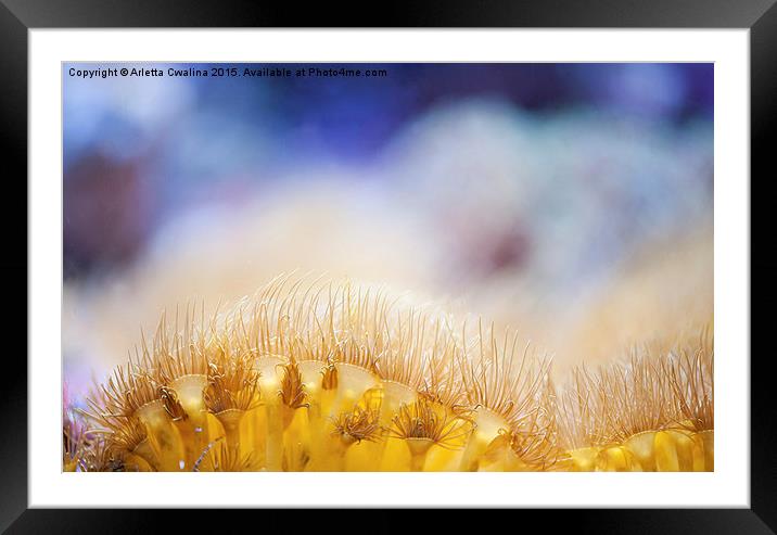 Yellow coral reef macro Framed Mounted Print by Arletta Cwalina