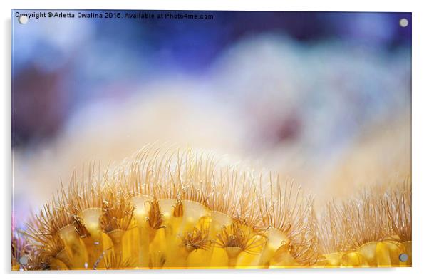 Yellow coral reef macro Acrylic by Arletta Cwalina