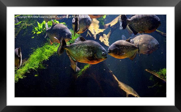 Red bellied piranha or red piranha Framed Mounted Print by Arletta Cwalina