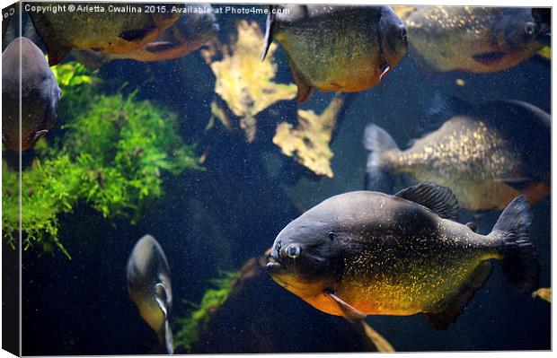 Red bellied piranha fishes Canvas Print by Arletta Cwalina