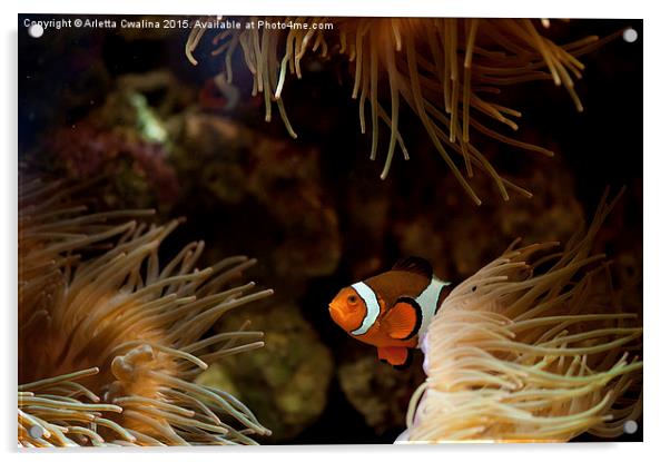 Fish in sea anemones aquarium Acrylic by Arletta Cwalina