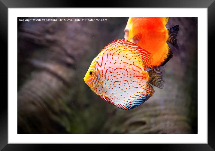 Aquarium orange spotted fish Framed Mounted Print by Arletta Cwalina
