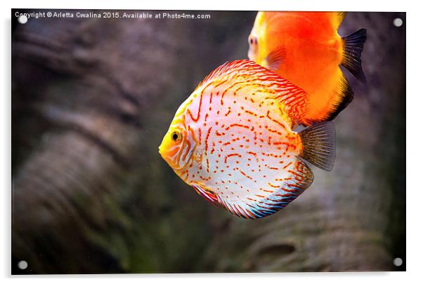 Aquarium orange spotted fish Acrylic by Arletta Cwalina