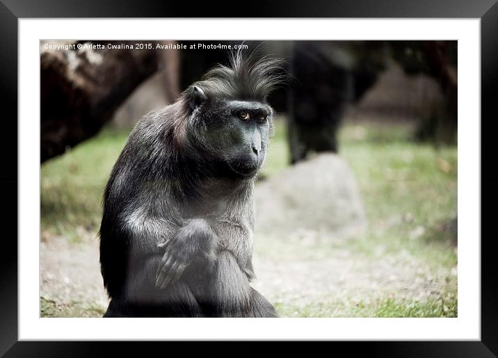 Single macaque monkey sitting Framed Mounted Print by Arletta Cwalina