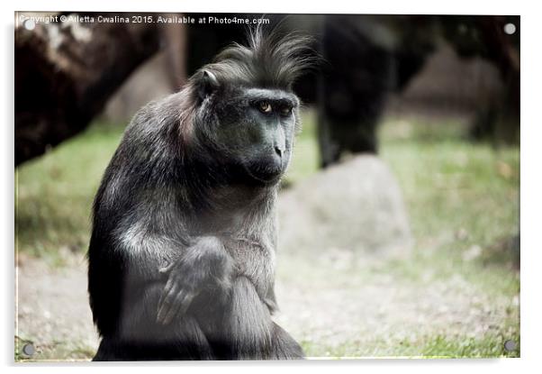 Single macaque monkey sitting Acrylic by Arletta Cwalina