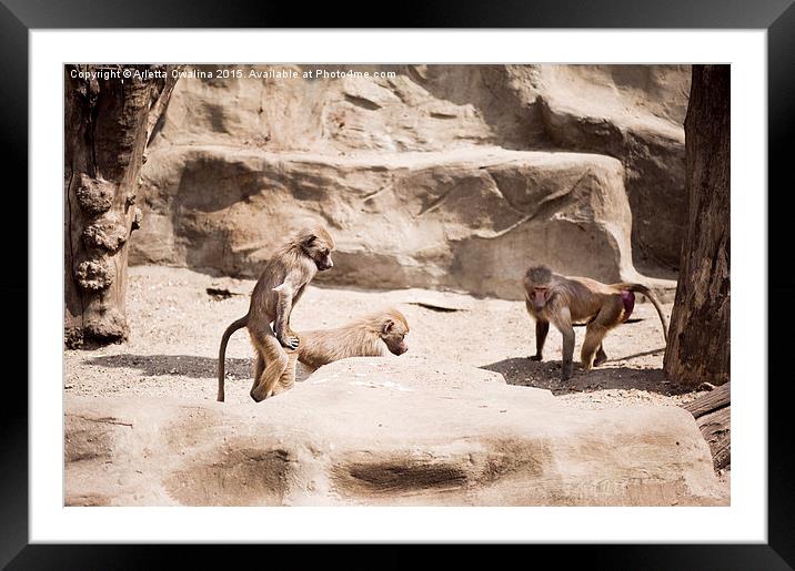 Baboons monkeys having sex Framed Mounted Print by Arletta Cwalina